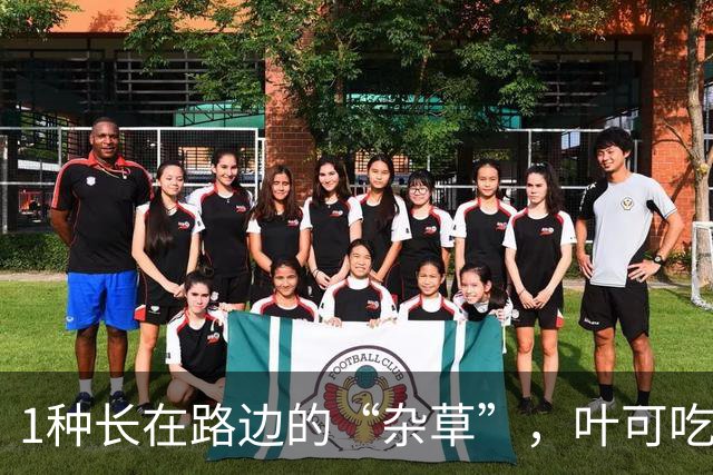 1种长在路边的“杂草”，叶可吃、果可吃全身是宝，价值珍贵
